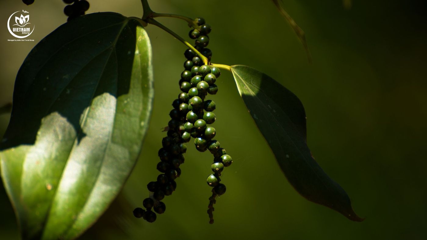 Phu Quoc Black Pepper