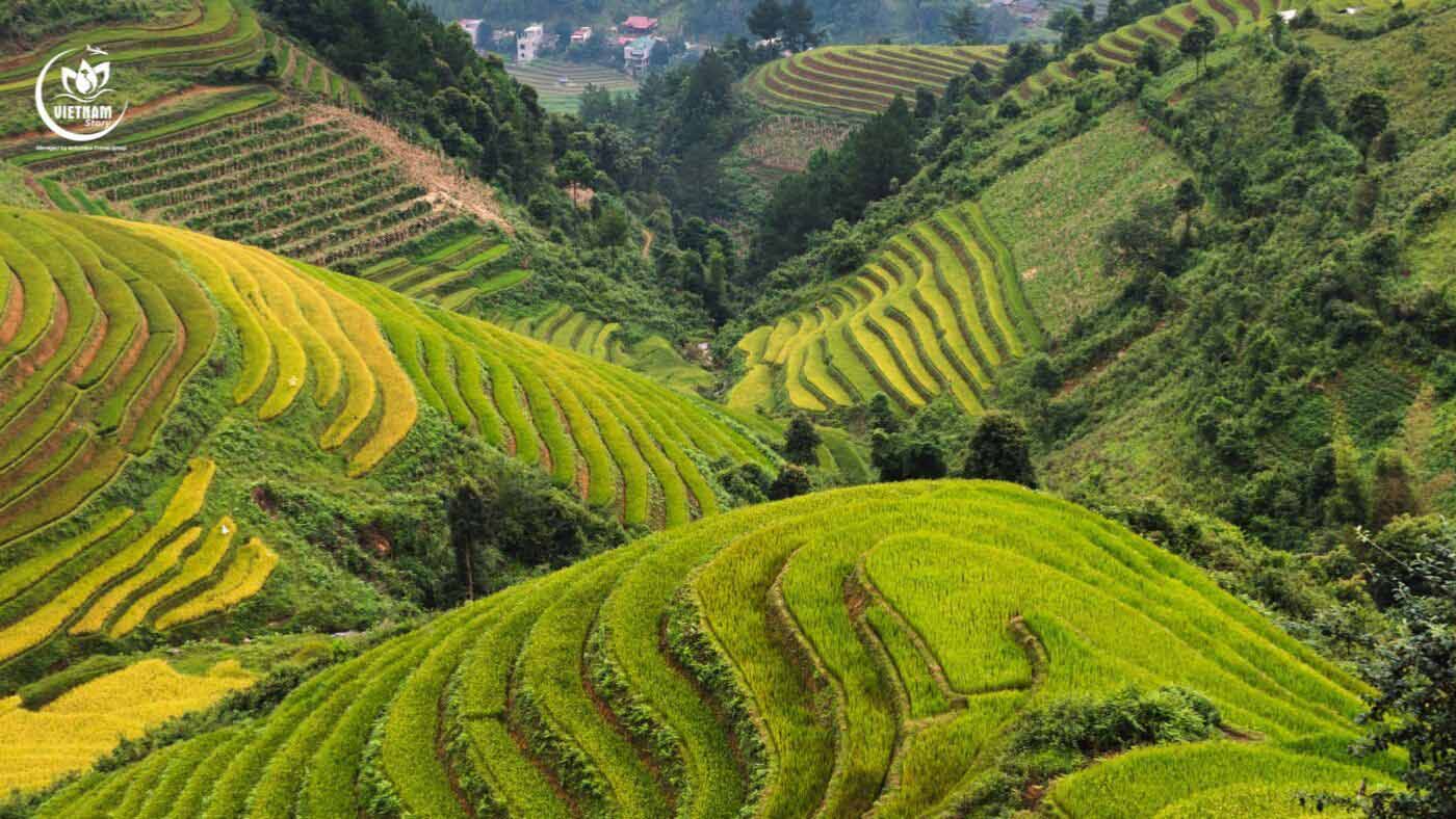 majestic terraced fields in Sapa