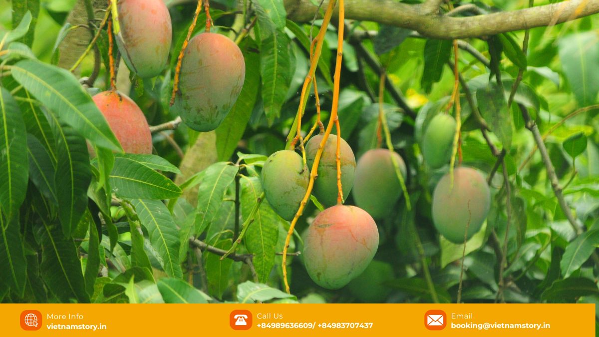 Vietnamese mango brings many health benefits