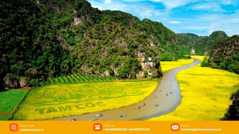 Rice fields beside the Ngo Dong River at Tam Coc in Ninh Binh