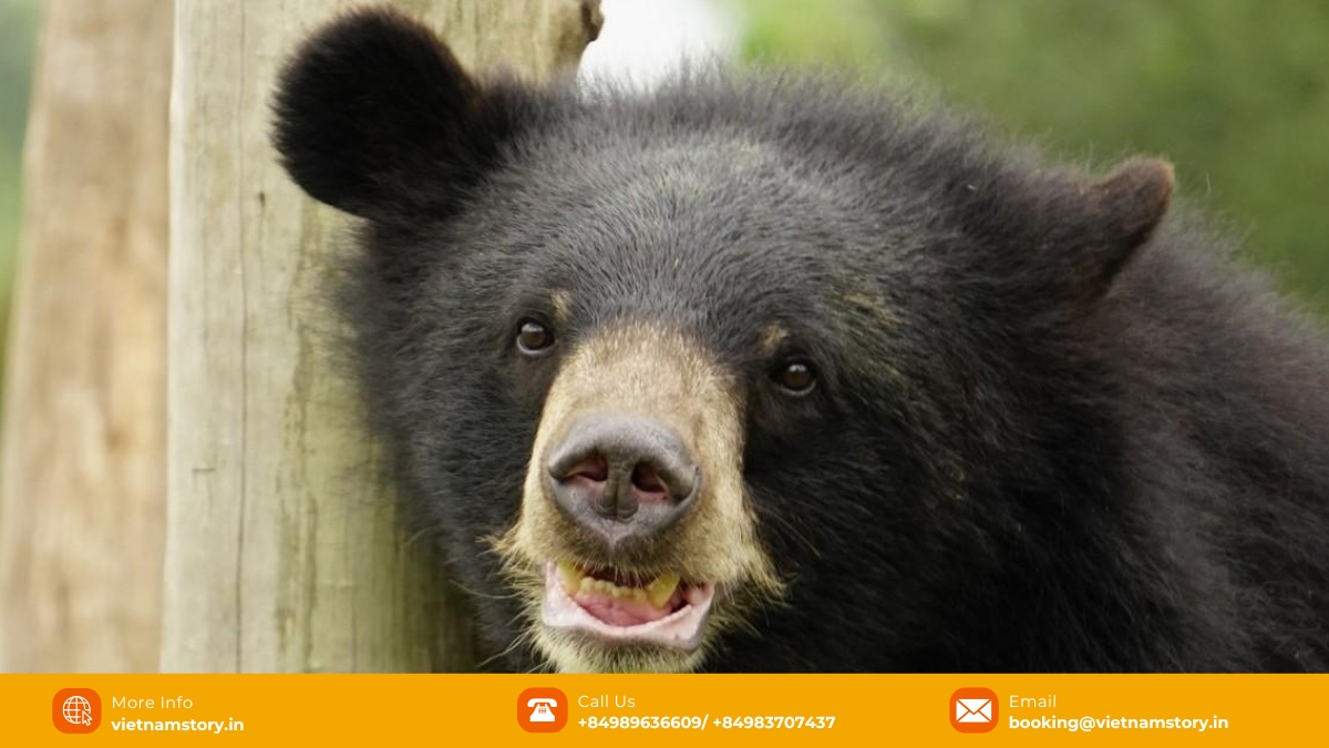 Bears at Bear Sanctuary Ninh Binh. Bears at Bear Sanctuary Ninh Binh.