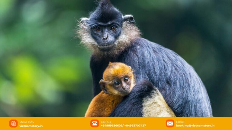Delacour's langur cared for at the Endangered Primate Rescue Center