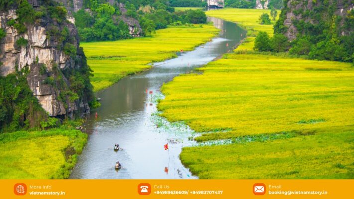 Tam Coc Ninh Binh's rice fields