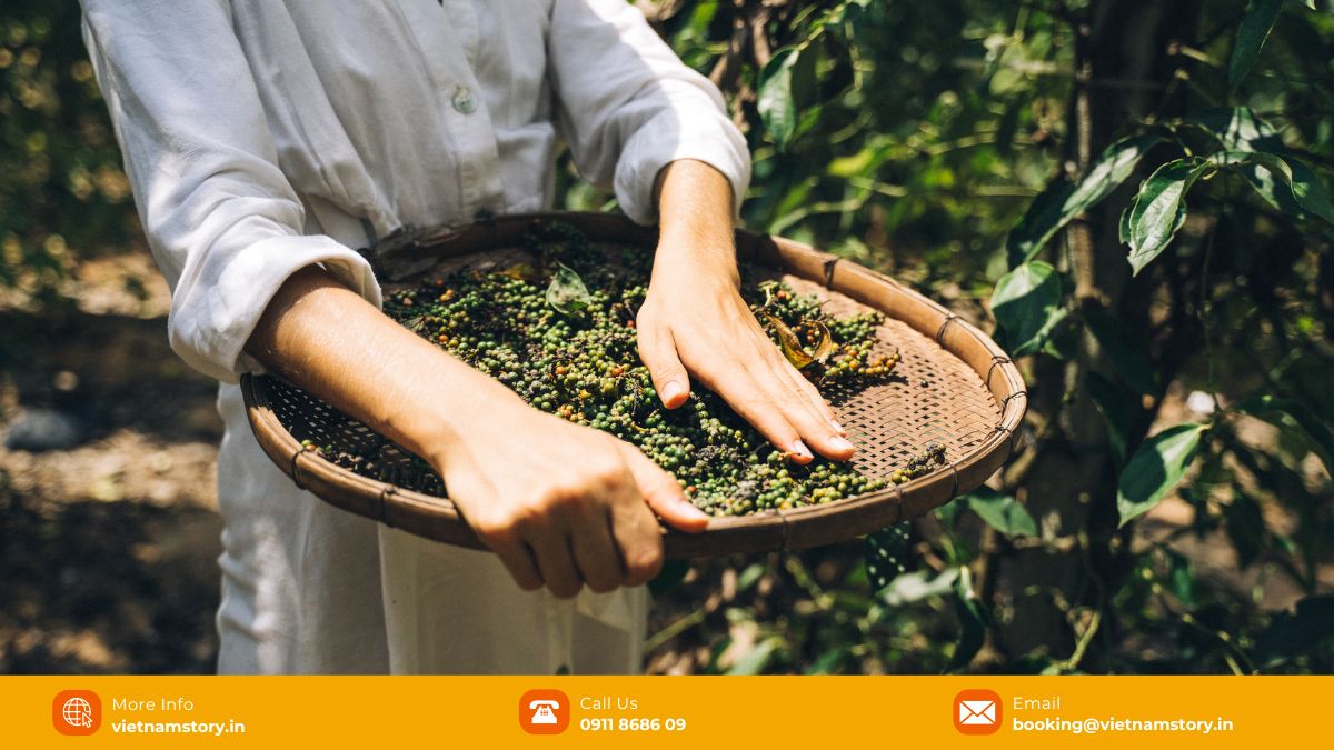 A taste of the jungle - The fresh, aromatic world of Phu Quoc Green Peppercorn 5 Visitors can experience the real-life daily routine of a pepper farmer