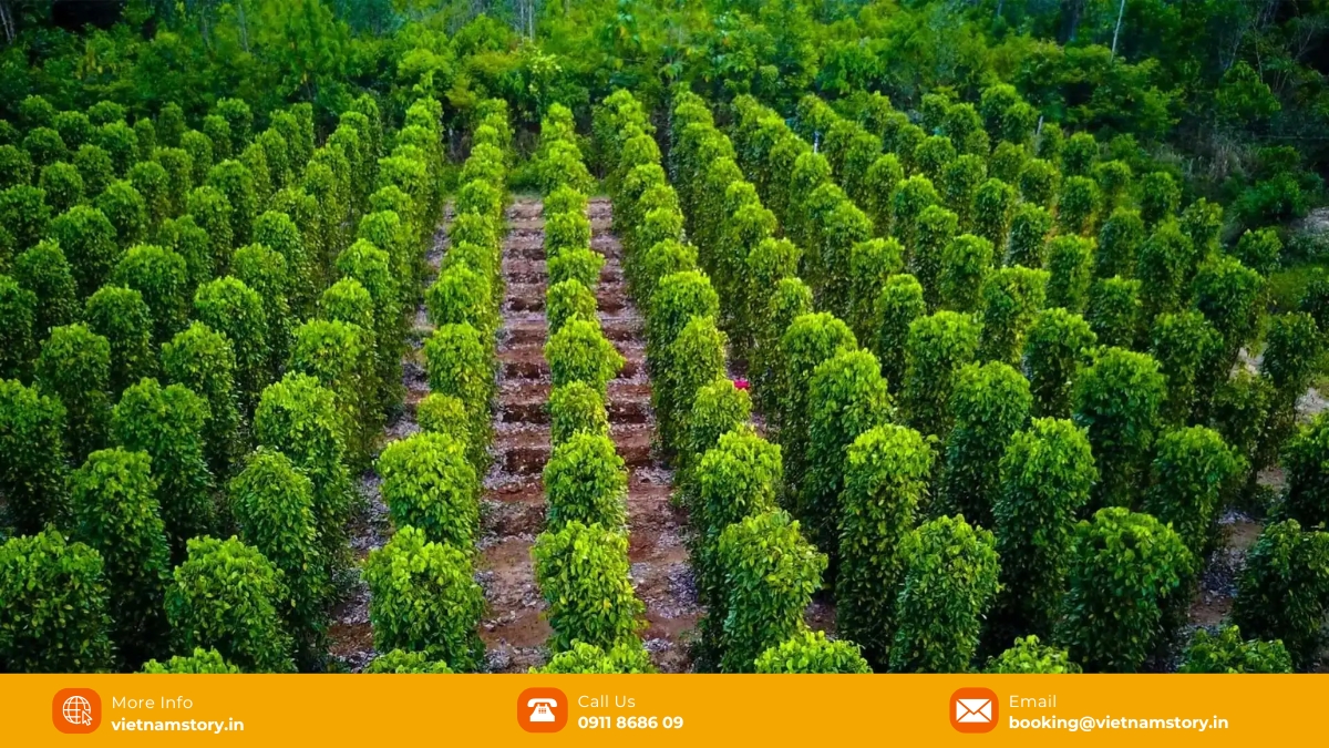 A taste of the jungle - The fresh, aromatic world of Phu Quoc Green Peppercorn 6 Phu Quoc pepper farm