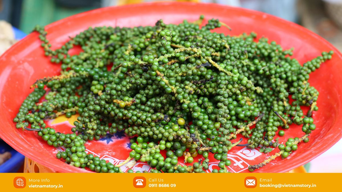 A taste of the jungle - The fresh, aromatic world of Phu Quoc Green Peppercorn 7 Phu Quoc pepper has a number of medicinal effects