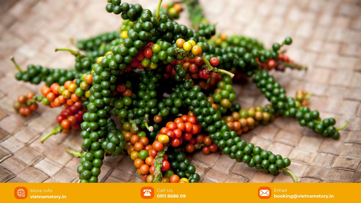 A taste of the jungle - The fresh, aromatic world of Phu Quoc Green Peppercorn 4 Phu Quoc pepper is famous for its peel, hard seeds, and spicy and strong taste