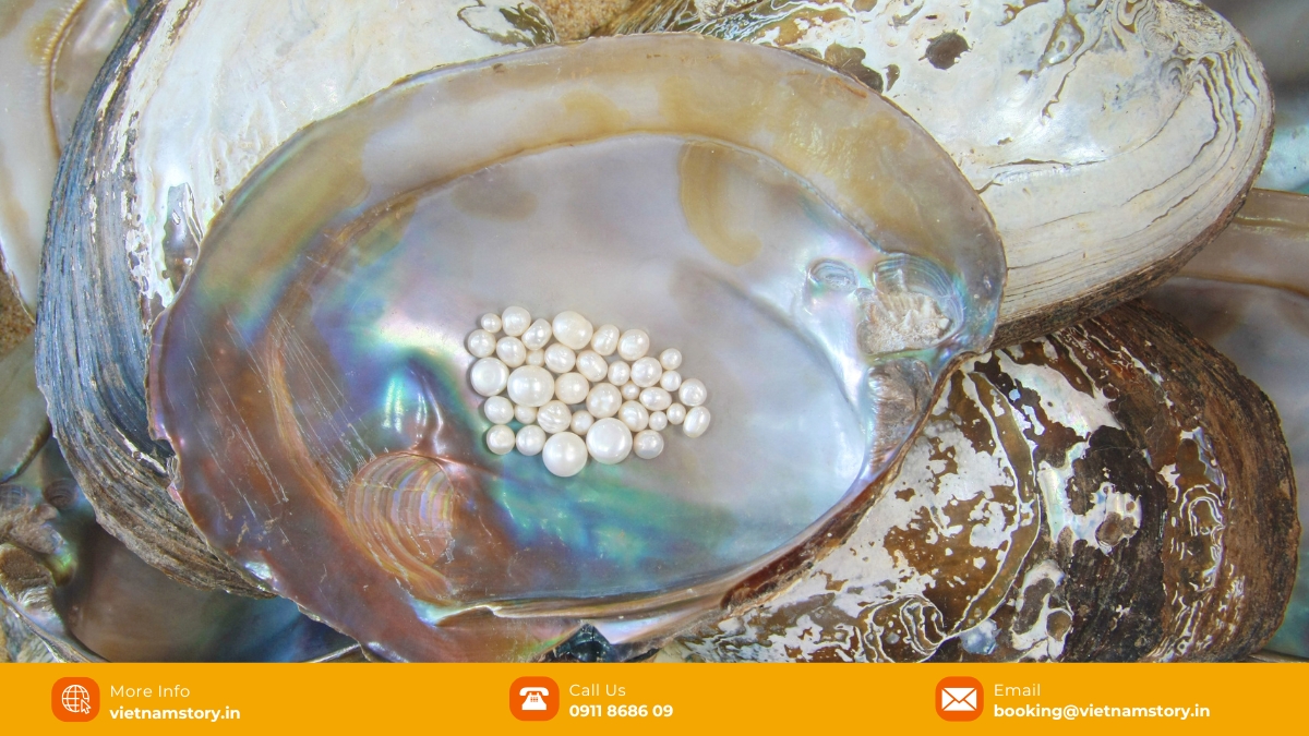 Pearl Farm Phu Quoc guide - How to buy an authentic pearl in Phu Quoc? 4 Explore the enchanting world of pearls at a top-notch pearl farm in Phu Quoc