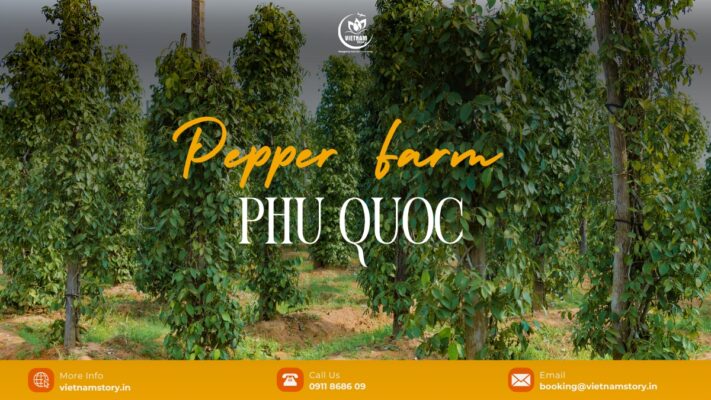 Phu Quoc pepper farms provide an intriguing window into the island's agriculture and a chance to know the secrets of pepper cultivation on this island.
