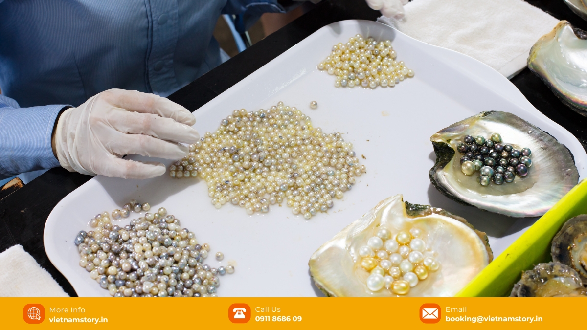 Pearl Farm Phu Quoc guide - How to buy an authentic pearl in Phu Quoc? 6 Phu Quoc pearls make excellent jewelry and beauty products