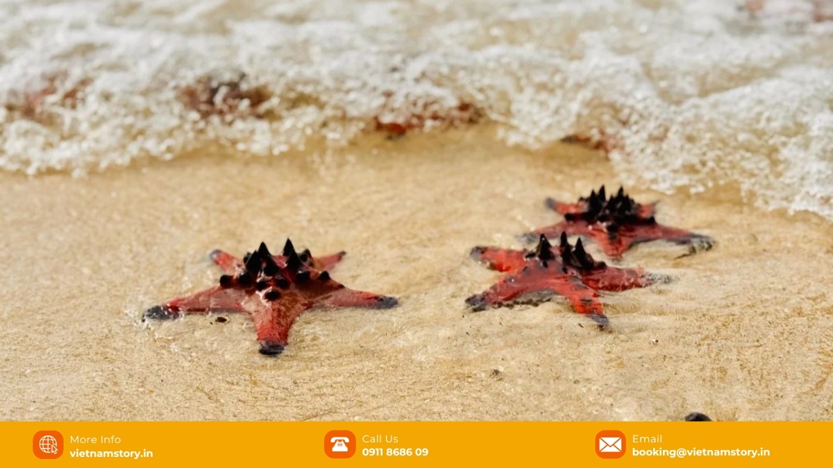 Where can I see Starfish in Phu Quoc? Discovering the secret of Starfish beach 4 Starfish Beach environmental impact & responsible tourism