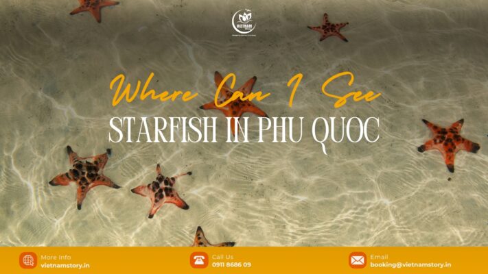 Where can i see starfish in Phu Quoc?
