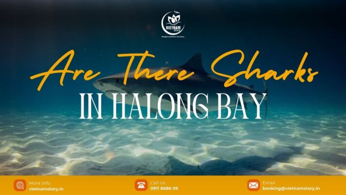 Are There Sharks In Ha Long Bay? A Comprehensive Safety Guide For Indian Travelers